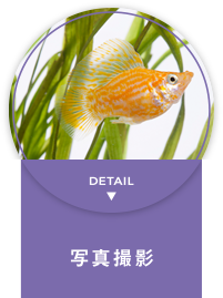 写真撮影